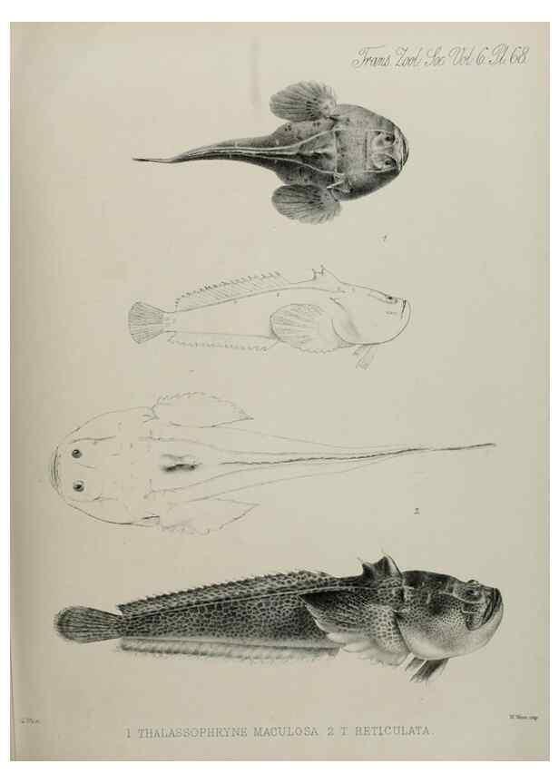 Reproducción/Reproduction 7408565536: Transactions of the Zoological Society of London.. [London] :Published for the Zoological Society of London by Academic Press