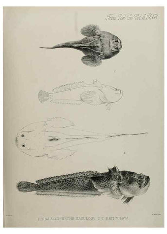 Reproducción/Reproduction 7408565536: Transactions of the Zoological Society of London.. [London] :Published for the Zoological Society of London by Academic Press