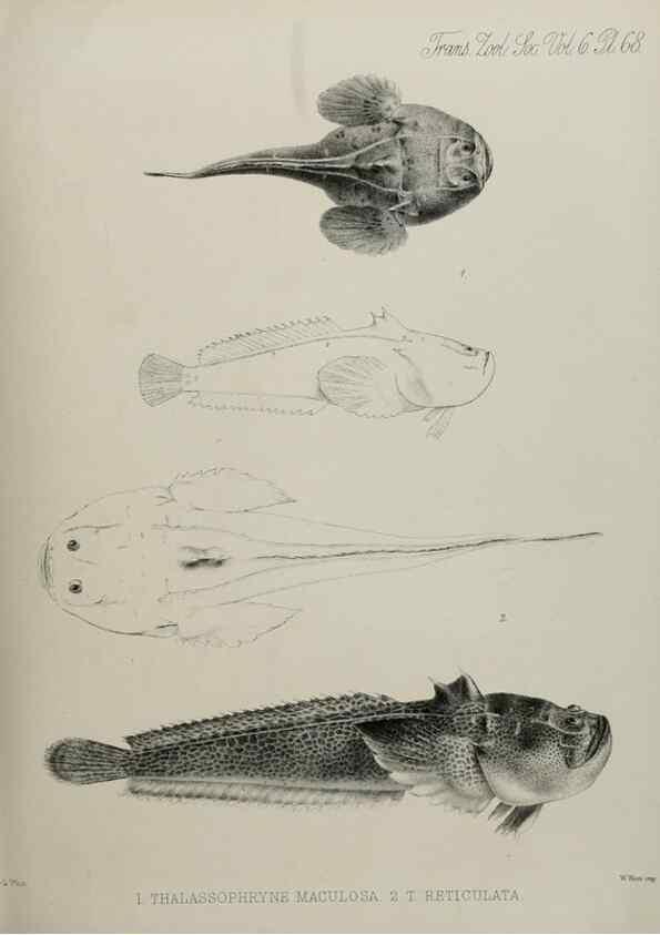 Reproducción/Reproduction 7408565536: Transactions of the Zoological Society of London.. [London] :Published for the Zoological Society of London by Academic Press