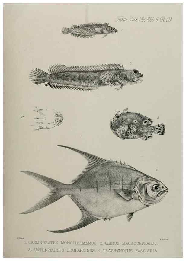 Reproducción/Reproduction 7408567226: Transactions of the Zoological Society of London.. [London] :Published for the Zoological Society of London by Academic Press
