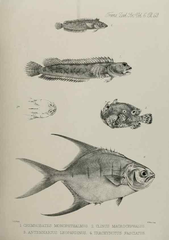 Reproducción/Reproduction 7408567226: Transactions of the Zoological Society of London.. [London] :Published for the Zoological Society of London by Academic Press