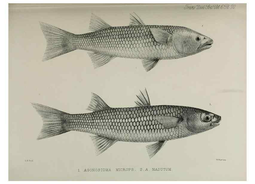 Reproducción/Reproduction 7408568698: Transactions of the Zoological Society of London.. [London] :Published for the Zoological Society of London by Academic Press