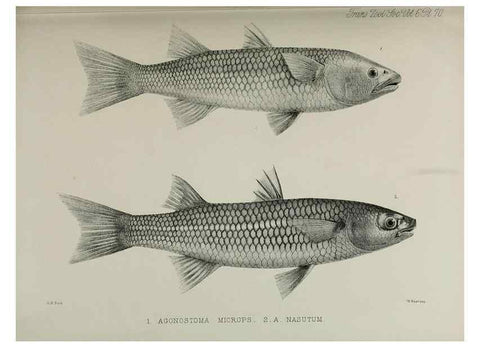 Reproducción/Reproduction 7408568698: Transactions of the Zoological Society of London.. [London] :Published for the Zoological Society of London by Academic Press