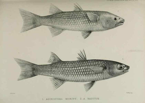 Reproducción/Reproduction 7408568698: Transactions of the Zoological Society of London.. [London] :Published for the Zoological Society of London by Academic Press