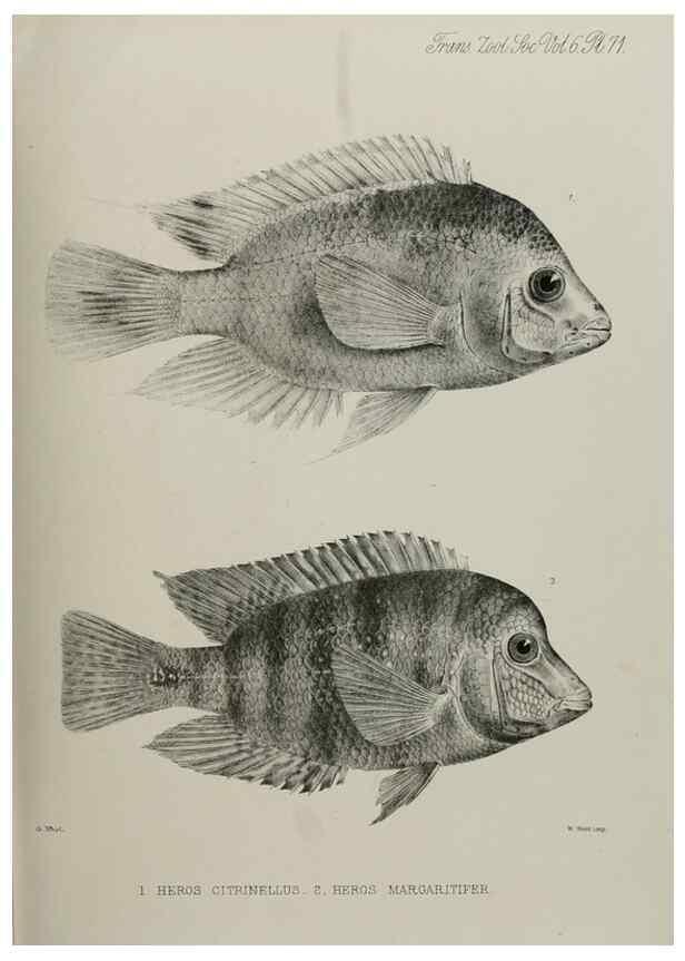 Reproducción/Reproduction 7408570312: Transactions of the Zoological Society of London.. [London] :Published for the Zoological Society of London by Academic Press