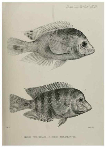Reproducción/Reproduction 7408570312: Transactions of the Zoological Society of London.. [London] :Published for the Zoological Society of London by Academic Press