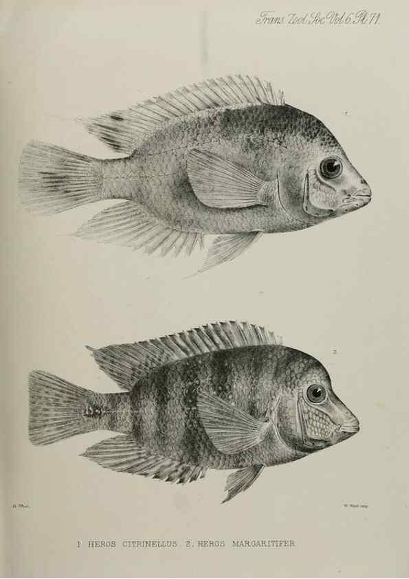 Reproducción/Reproduction 7408570312: Transactions of the Zoological Society of London.. [London] :Published for the Zoological Society of London by Academic Press