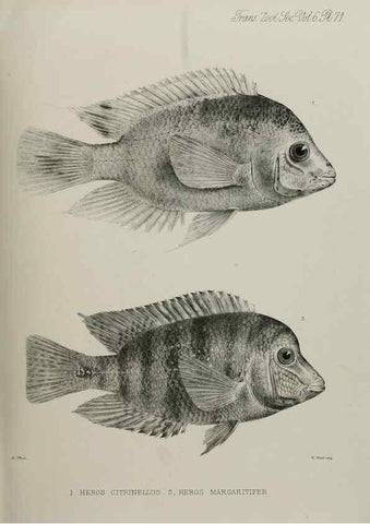 Reproducción/Reproduction 7408570312: Transactions of the Zoological Society of London.. [London] :Published for the Zoological Society of London by Academic Press