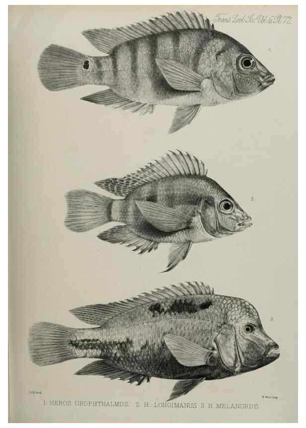 Reproducción/Reproduction 7408572006: Transactions of the Zoological Society of London.. [London] :Published for the Zoological Society of London by Academic Press