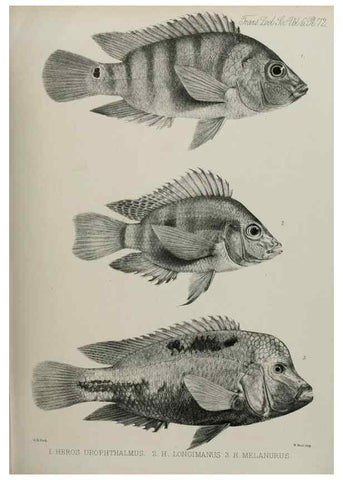 Reproducción/Reproduction 7408572006: Transactions of the Zoological Society of London.. [London] :Published for the Zoological Society of London by Academic Press