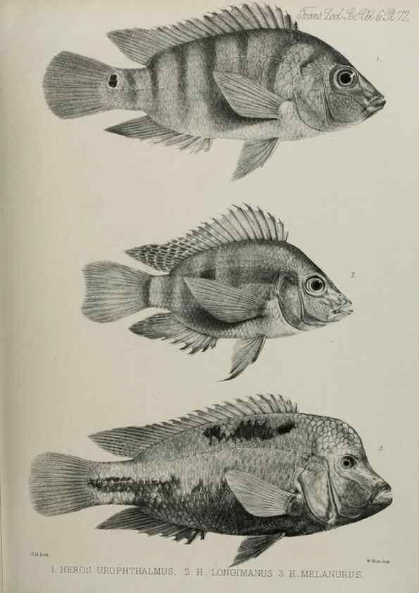 Reproducción/Reproduction 7408572006: Transactions of the Zoological Society of London.. [London] :Published for the Zoological Society of London by Academic Press