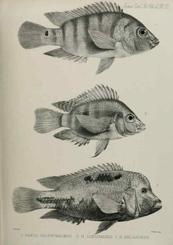 Reproducción/Reproduction 7408572006: Transactions of the Zoological Society of London.. [London] :Published for the Zoological Society of London by Academic Press