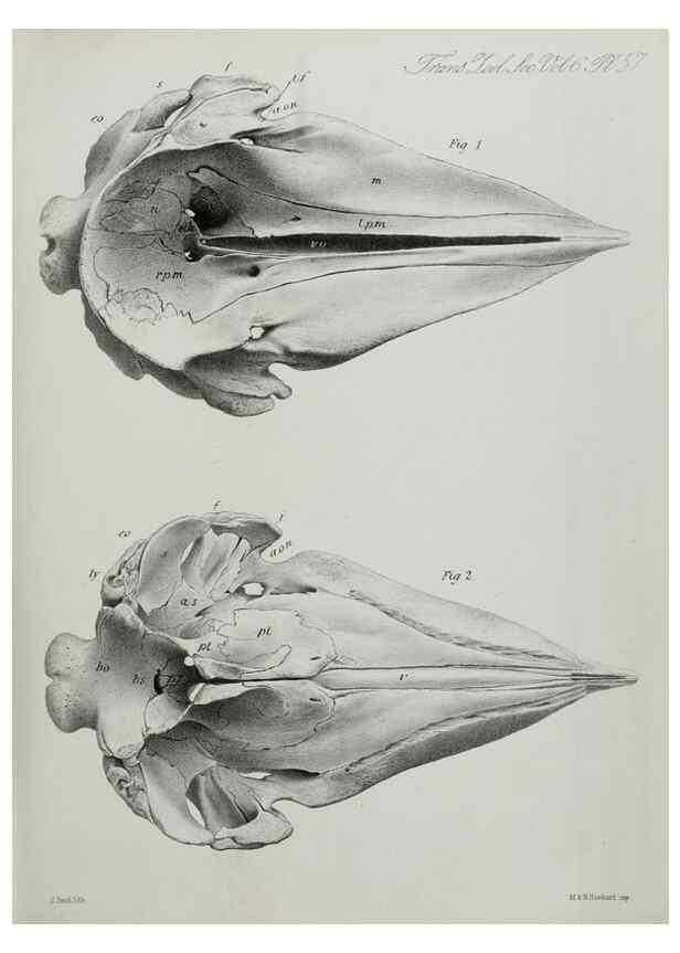 Reproducción/Reproduction 7408550088: Transactions of the Zoological Society of London.. [London] :Published for the Zoological Society of London by Academic Press
