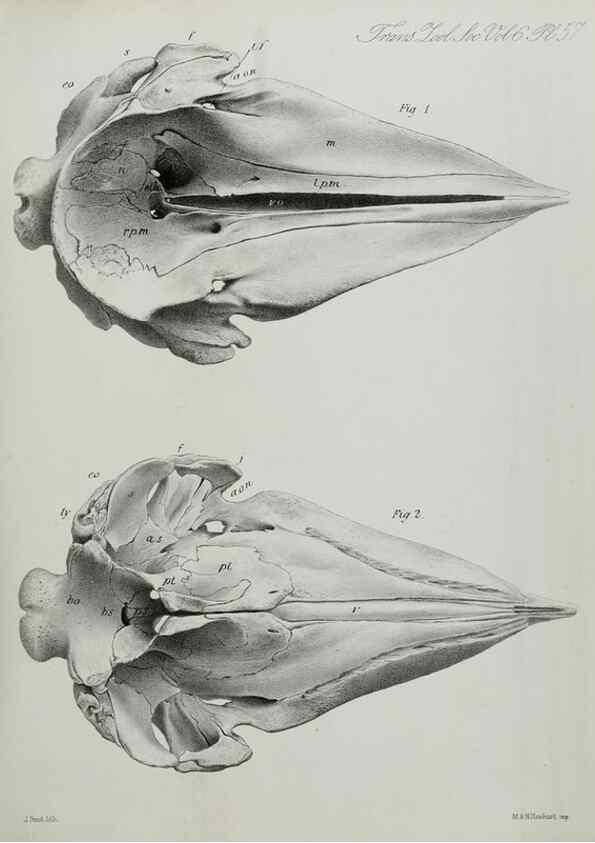 Reproducción/Reproduction 7408550088: Transactions of the Zoological Society of London.. [London] :Published for the Zoological Society of London by Academic Press