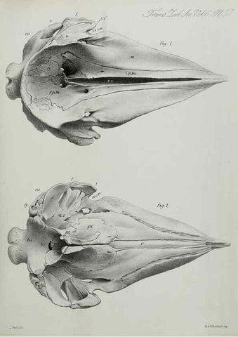 Reproducción/Reproduction 7408550088: Transactions of the Zoological Society of London.. [London] :Published for the Zoological Society of London by Academic Press