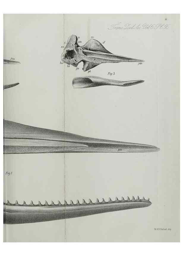Reproducción/Reproduction 7408548260: Transactions of the Zoological Society of London.. [London] :Published for the Zoological Society of London by Academic Press