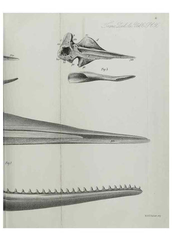 Reproducción/Reproduction 7408548260: Transactions of the Zoological Society of London.. [London] :Published for the Zoological Society of London by Academic Press