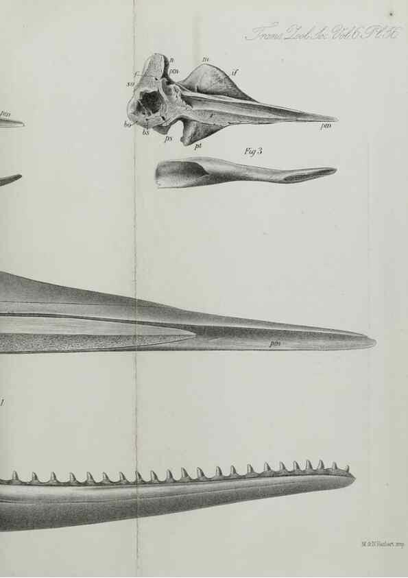 Reproducción/Reproduction 7408548260: Transactions of the Zoological Society of London.. [London] :Published for the Zoological Society of London by Academic Press