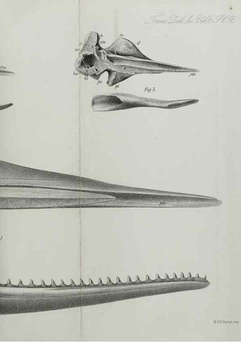 Reproducción/Reproduction 7408548260: Transactions of the Zoological Society of London.. [London] :Published for the Zoological Society of London by Academic Press