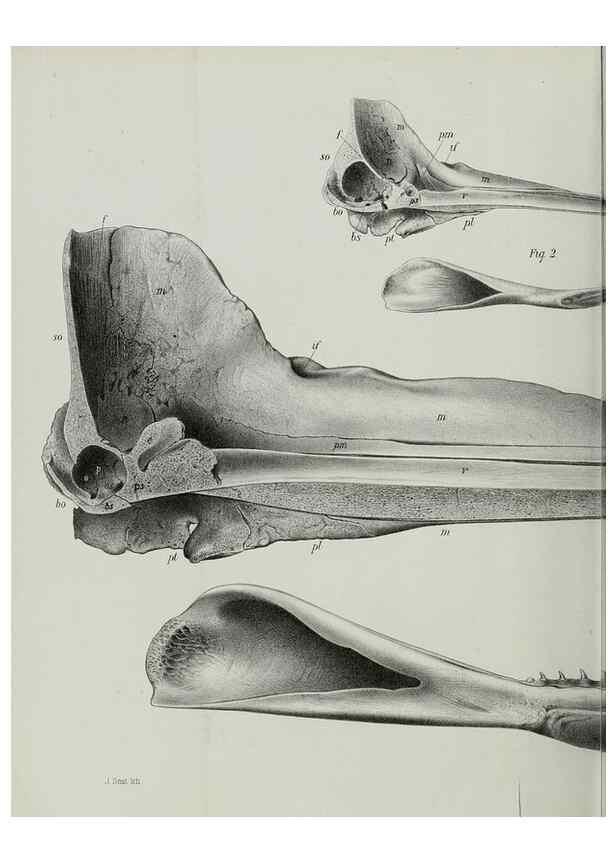 Reproducción/Reproduction 7408546846: Transactions of the Zoological Society of London.. [London] :Published for the Zoological Society of London by Academic Press