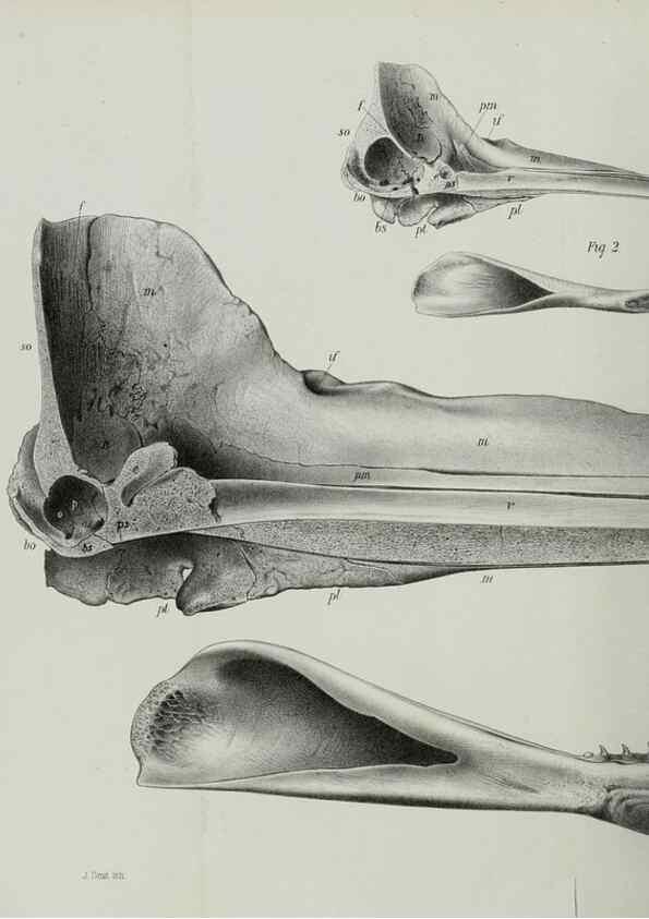 Reproducción/Reproduction 7408546846: Transactions of the Zoological Society of London.. [London] :Published for the Zoological Society of London by Academic Press