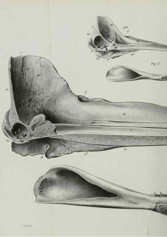 Reproducción/Reproduction 7408546846: Transactions of the Zoological Society of London.. [London] :Published for the Zoological Society of London by Academic Press