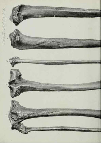Reproducción/Reproduction 7408517298: Transactions of the Zoological Society of London.. [London] :Published for the Zoological Society of London by Academic Press