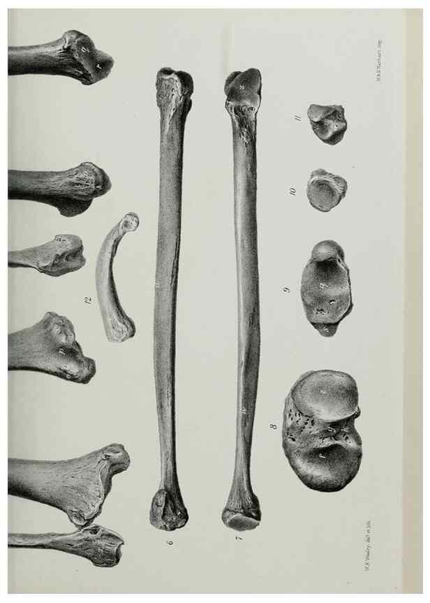 Reproducción/Reproduction 7408520492: Transactions of the Zoological Society of London.. [London] :Published for the Zoological Society of London by Academic Press