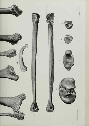 Reproducción/Reproduction 7408520492: Transactions of the Zoological Society of London.. [London] :Published for the Zoological Society of London by Academic Press