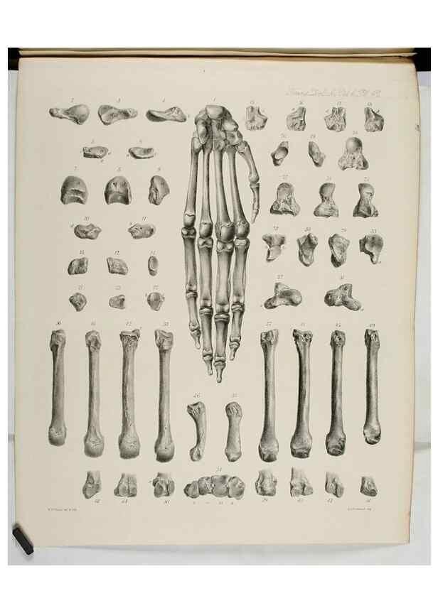 Reproducción/Reproduction 7408521786: Transactions of the Zoological Society of London.. [London] :Published for the Zoological Society of London by Academic Press
