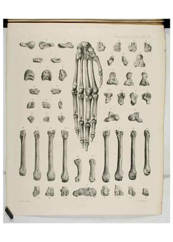 Reproducción/Reproduction 7408521786: Transactions of the Zoological Society of London.. [London] :Published for the Zoological Society of London by Academic Press
