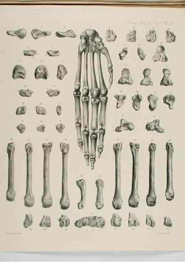 Reproducción/Reproduction 7408521786: Transactions of the Zoological Society of London.. [London] :Published for the Zoological Society of London by Academic Press