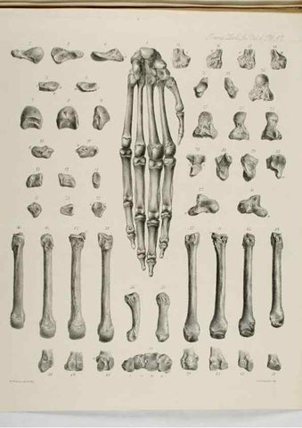 Reproducción/Reproduction 7408521786: Transactions of the Zoological Society of London.. [London] :Published for the Zoological Society of London by Academic Press