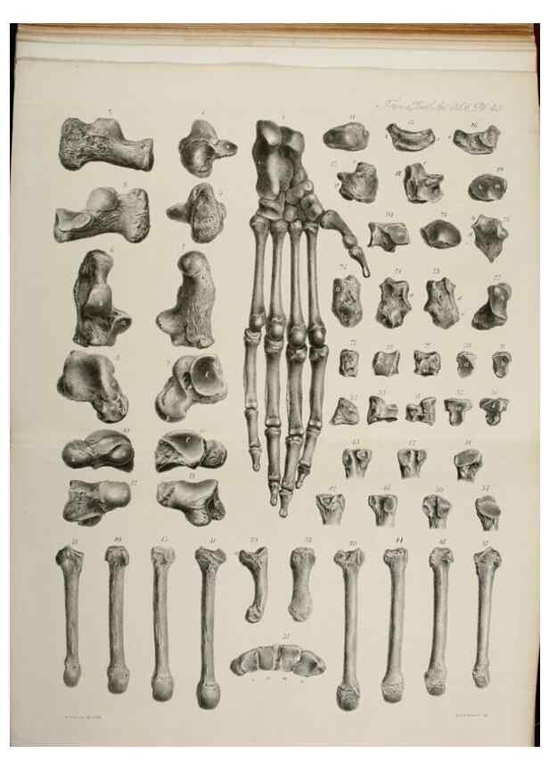 Reproducción/Reproduction 7408522708: Transactions of the Zoological Society of London.. [London] :Published for the Zoological Society of London by Academic Press