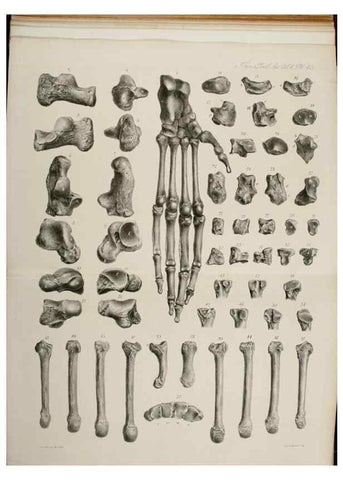 Reproducción/Reproduction 7408522708: Transactions of the Zoological Society of London.. [London] :Published for the Zoological Society of London by Academic Press