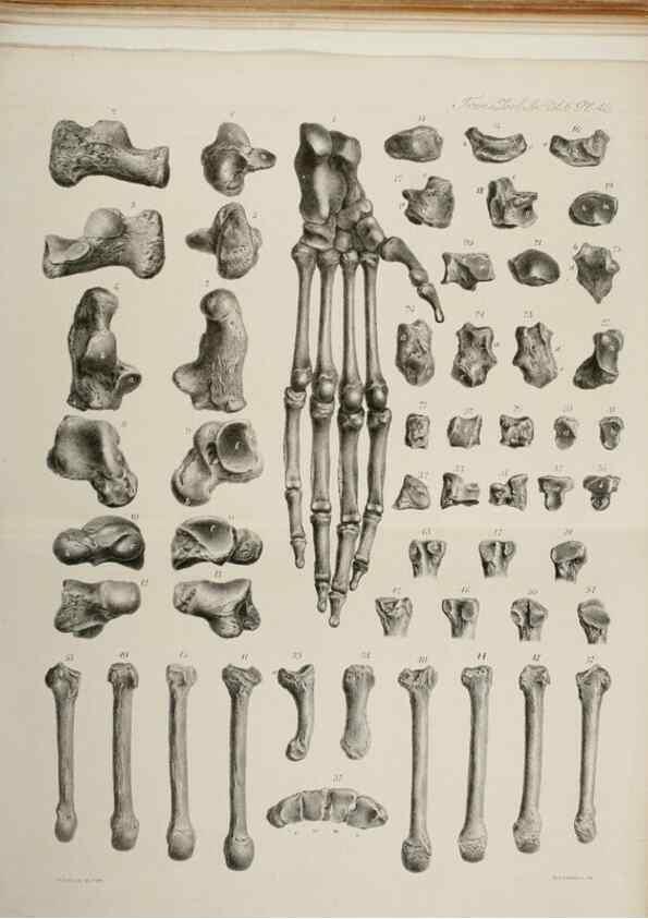 Reproducción/Reproduction 7408522708: Transactions of the Zoological Society of London.. [London] :Published for the Zoological Society of London by Academic Press