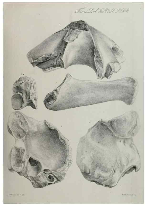 Reproducción/Reproduction 7408524456: Transactions of the Zoological Society of London.. [London] :Published for the Zoological Society of London by Academic Press