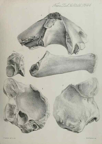 Reproducción/Reproduction 7408524456: Transactions of the Zoological Society of London.. [London] :Published for the Zoological Society of London by Academic Press