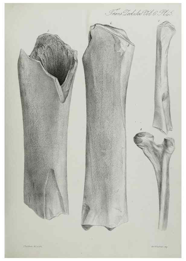 Reproducción/Reproduction 7408526270: Transactions of the Zoological Society of London.. [London] :Published for the Zoological Society of London by Academic Press