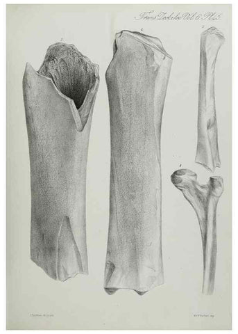 Reproducción/Reproduction 7408526270: Transactions of the Zoological Society of London.. [London] :Published for the Zoological Society of London by Academic Press