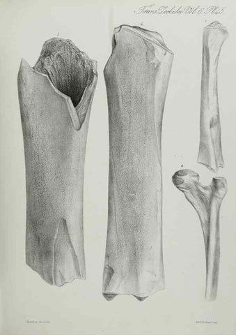 Reproducción/Reproduction 7408526270: Transactions of the Zoological Society of London.. [London] :Published for the Zoological Society of London by Academic Press