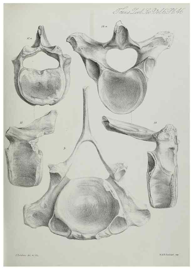 Reproducción/Reproduction 7408527898: Transactions of the Zoological Society of London.. [London] :Published for the Zoological Society of London by Academic Press