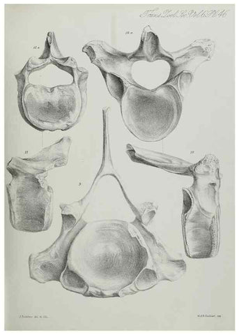 Reproducción/Reproduction 7408527898: Transactions of the Zoological Society of London.. [London] :Published for the Zoological Society of London by Academic Press
