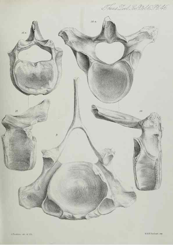 Reproducción/Reproduction 7408527898: Transactions of the Zoological Society of London.. [London] :Published for the Zoological Society of London by Academic Press