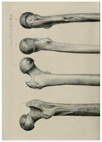 Reproducción/Reproduction 7408514212: Transactions of the Zoological Society of London.. [London] :Published for the Zoological Society of London by Academic Press