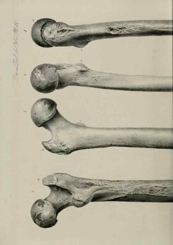 Reproducción/Reproduction 7408514212: Transactions of the Zoological Society of London.. [London] :Published for the Zoological Society of London by Academic Press