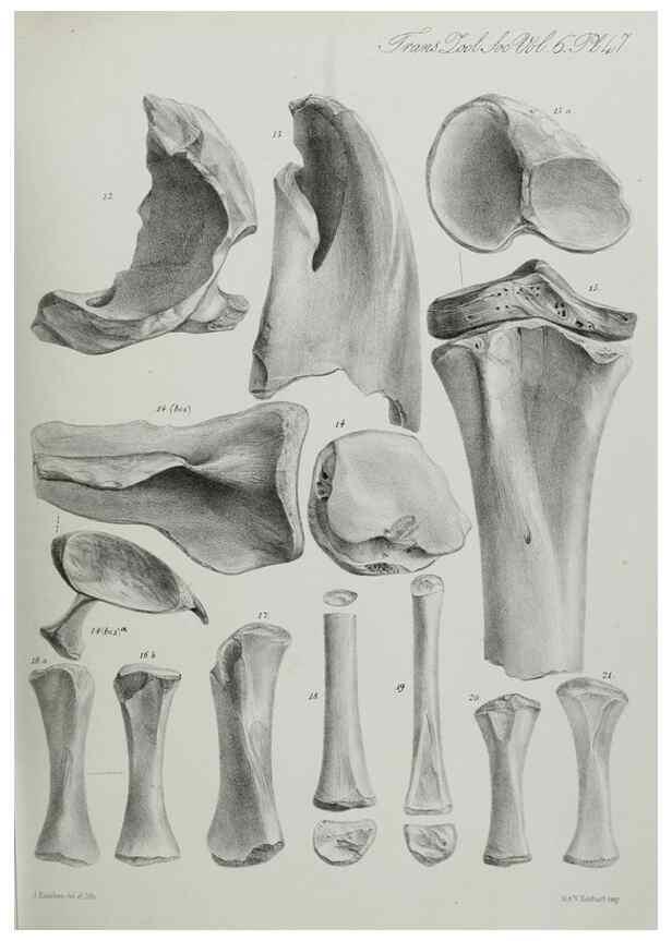 Reproducción/Reproduction 7408529816: Transactions of the Zoological Society of London.. [London] :Published for the Zoological Society of London by Academic Press