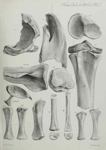 Reproducción/Reproduction 7408529816: Transactions of the Zoological Society of London.. [London] :Published for the Zoological Society of London by Academic Press