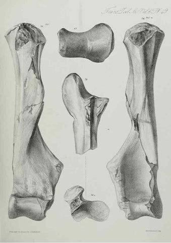 Reproducción/Reproduction 7408533496: Transactions of the Zoological Society of London.. [London] :Published for the Zoological Society of London by Academic Press