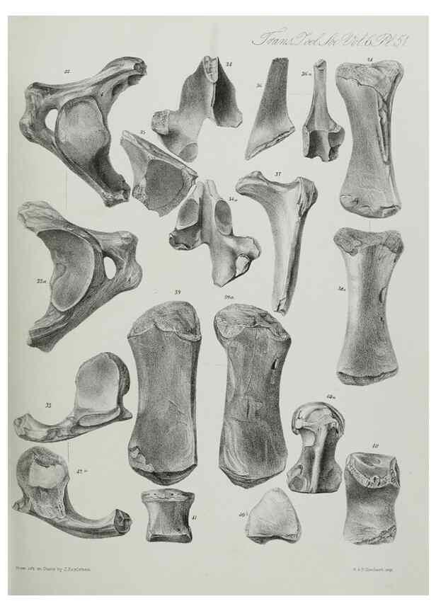 Reproducción/Reproduction 7408539262: Transactions of the Zoological Society of London.. [London] :Published for the Zoological Society of London by Academic Press